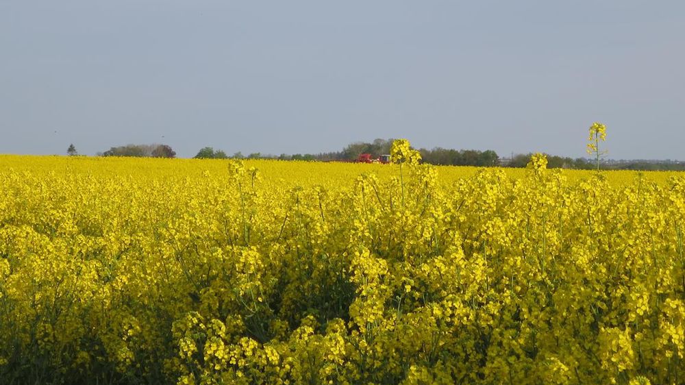 L’Unaf l’affirme : « Lorsqu’il y a de la ressource, les abeilles continuent de butiner jusqu’au coucher du soleil. » © C. Fricotté/GFA